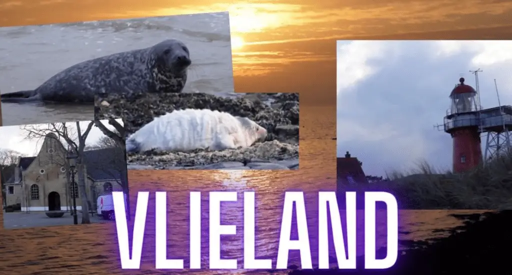 Zeehond vlieland