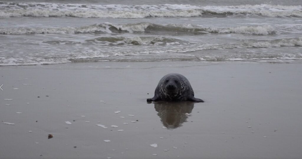 vlieland zeehond
