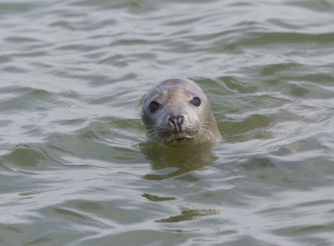 zeehondentochten zeehondentochten