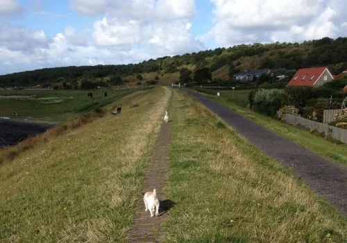 hond uitlaten vlieland hond uitlaten vlieland