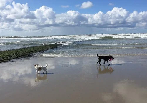hond vlieland hond vlieland