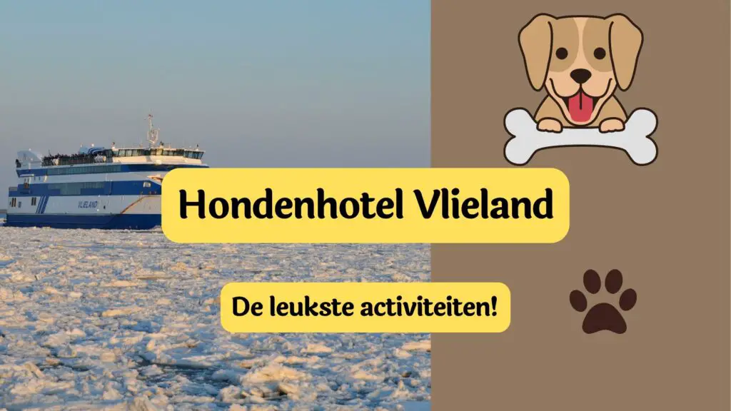 hondenhotel vlieland