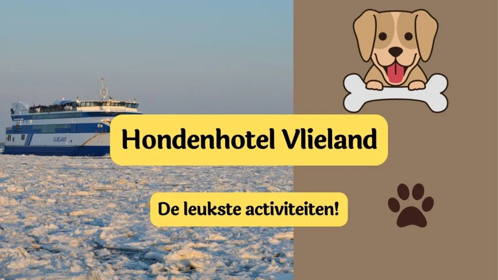 hondenhotel vlieland