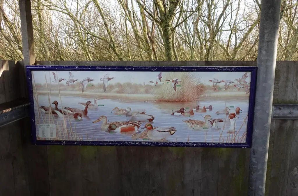 ganzen en eenden westerplas ganzen en eenden westerplas