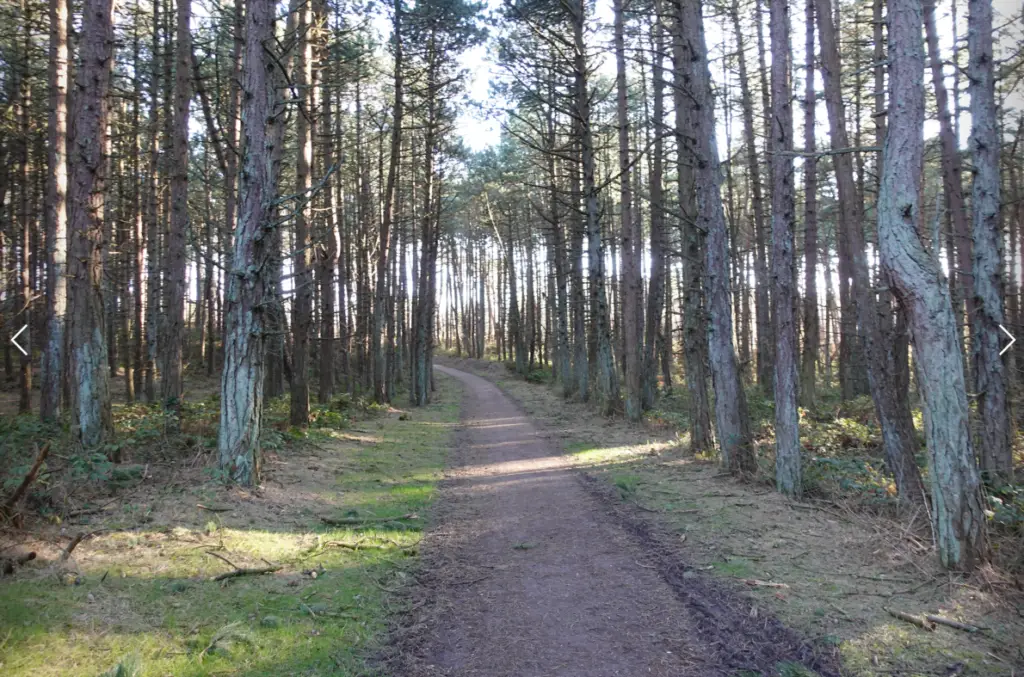 houtbouw bos schiermonnikoog houtbouw bos schiermonnikoog