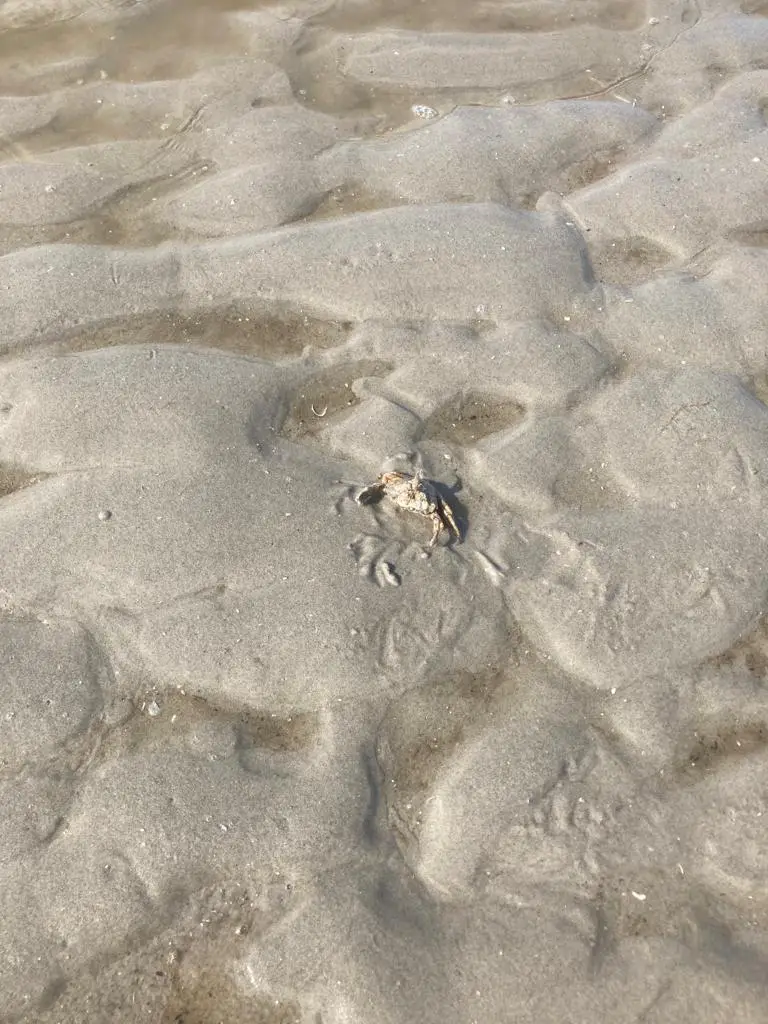 krabben schiermonnikoog krabben schiermonnikoog