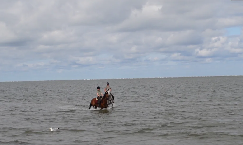 paardrijden op schiermonnikoog paardrijden op schiermonnikoog