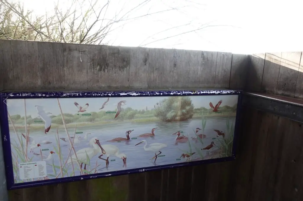 watervogels westerplas watervogels westerplas