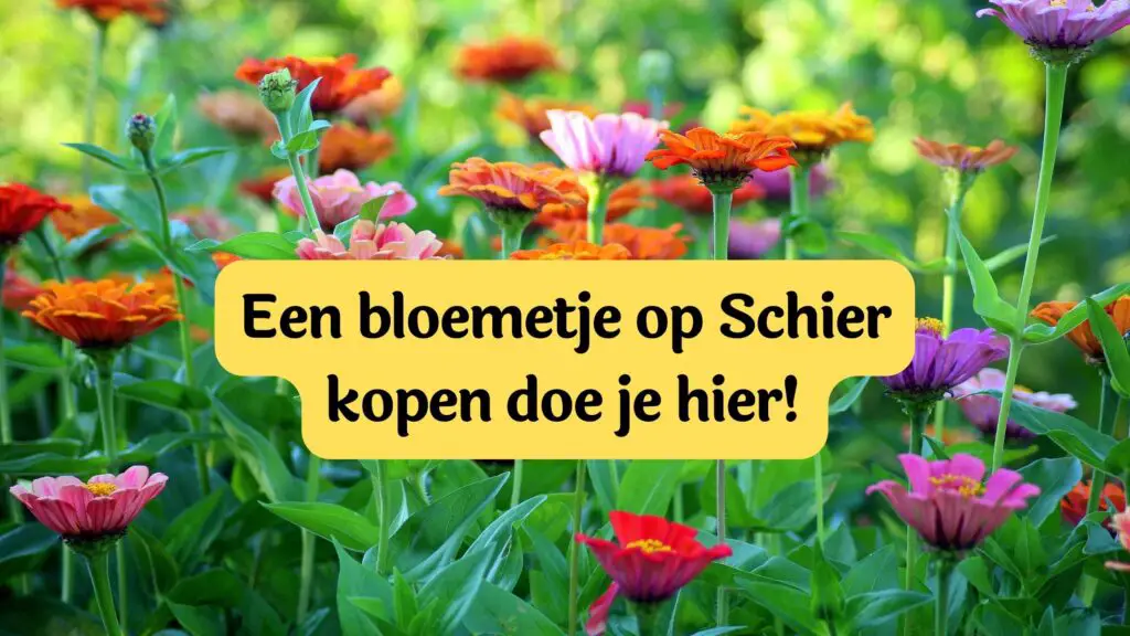 bloemen op schiermonnikoog kopen