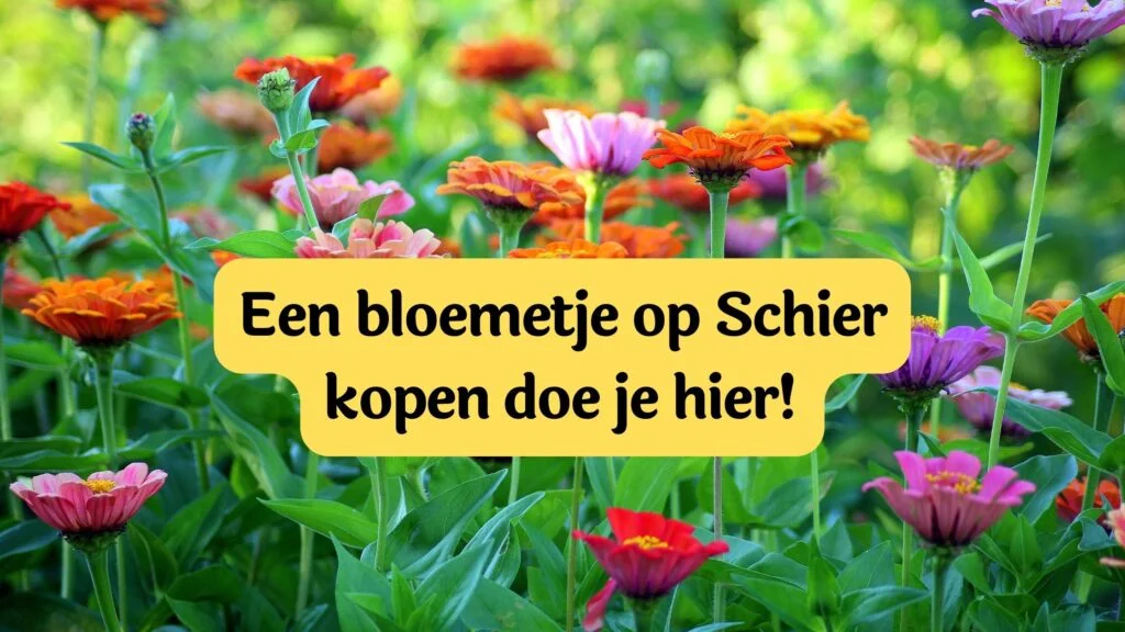 bloemen op schiermonnikoog kopen