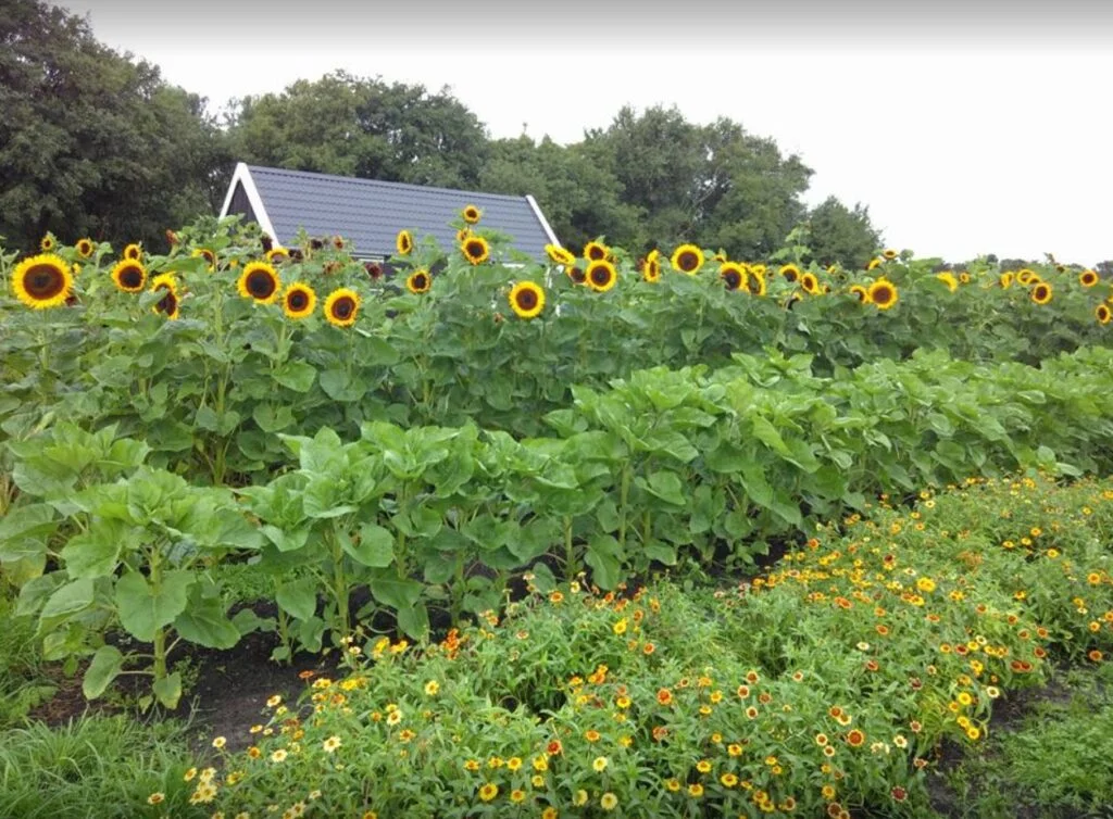 de tuin naast de branding schiermonnikoog