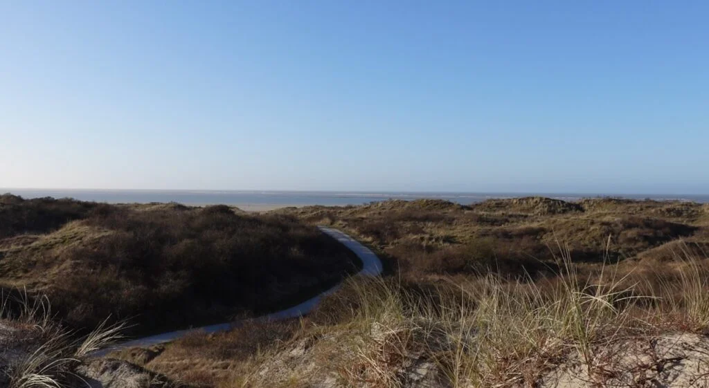 fazant schiermonnikoog fazant schiermonnikoog