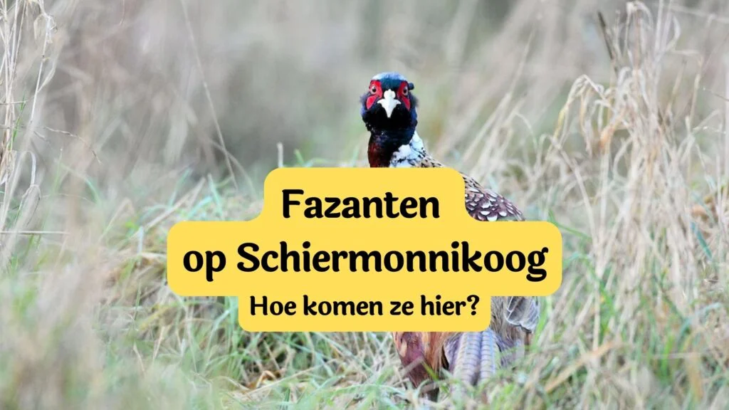 fazanten schiermonnikoog
