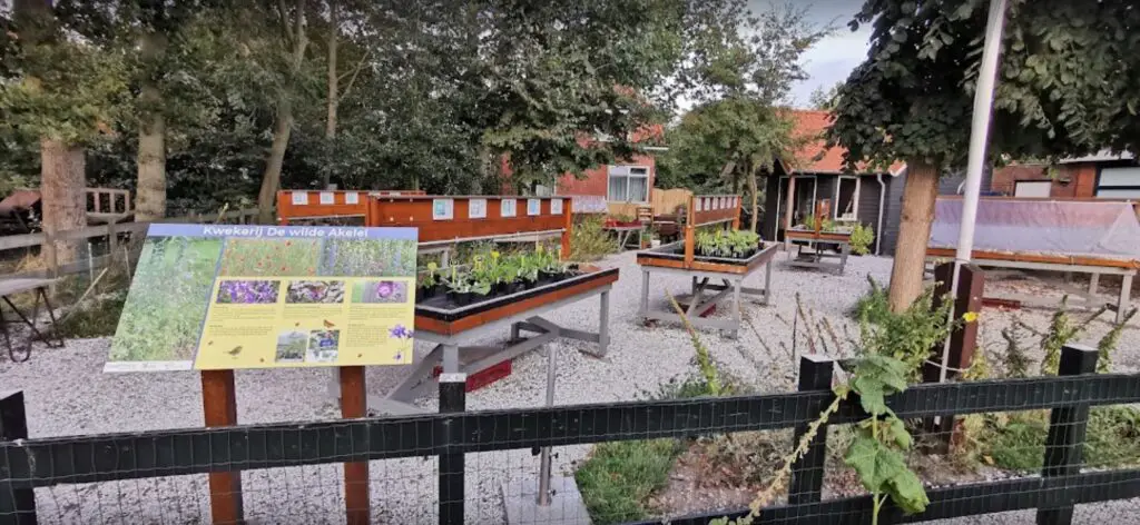 kwekerij de wilde akelei