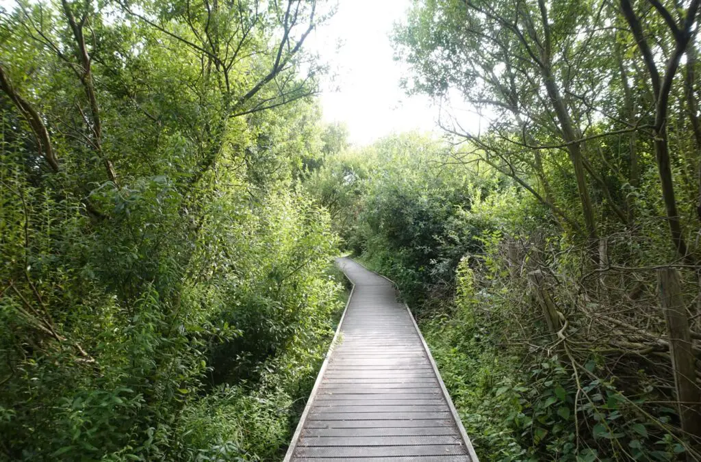 vogel uitkijkpost op schiermonnikoog vogel uitkijkpost op schiermonnikoog