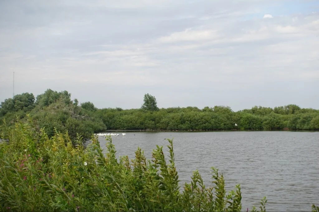 vogel uitkijkpost schiermonnikoog vogel uitkijkpost schiermonnikoog
